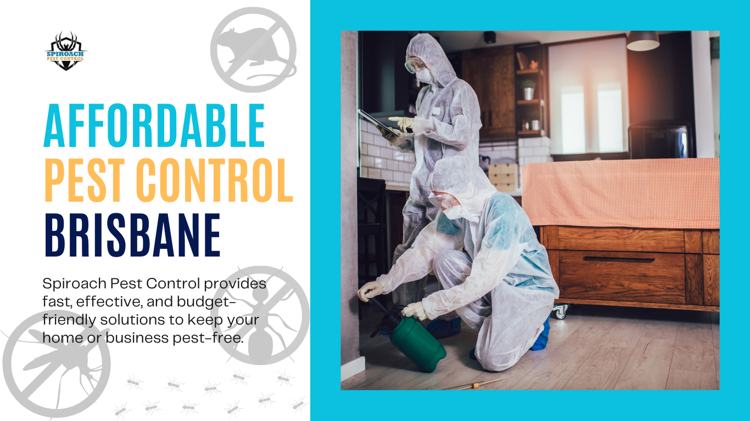 Affordable pest control Brisbane 2